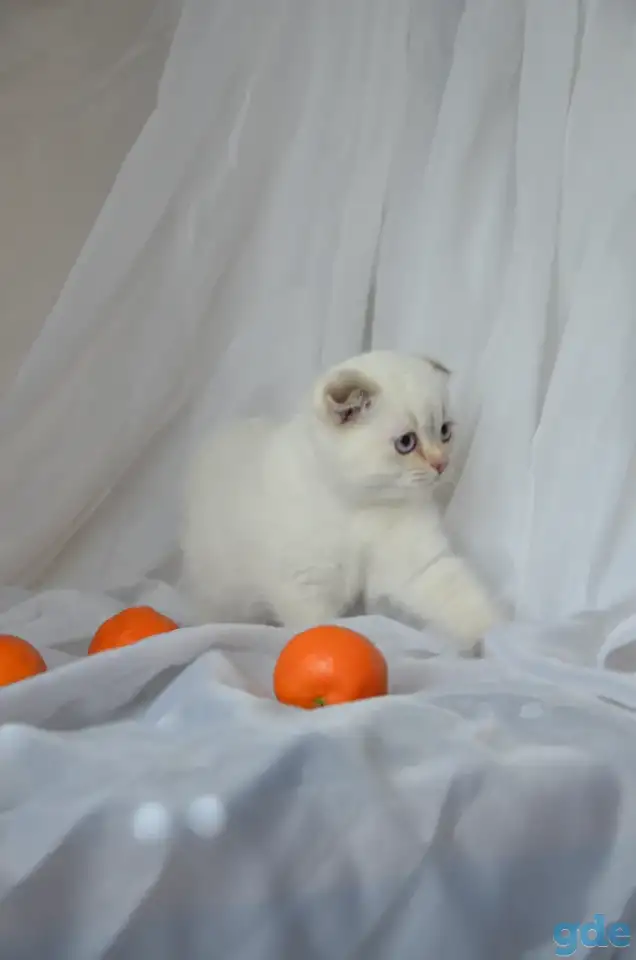 Шотландские котята, фотография 1
