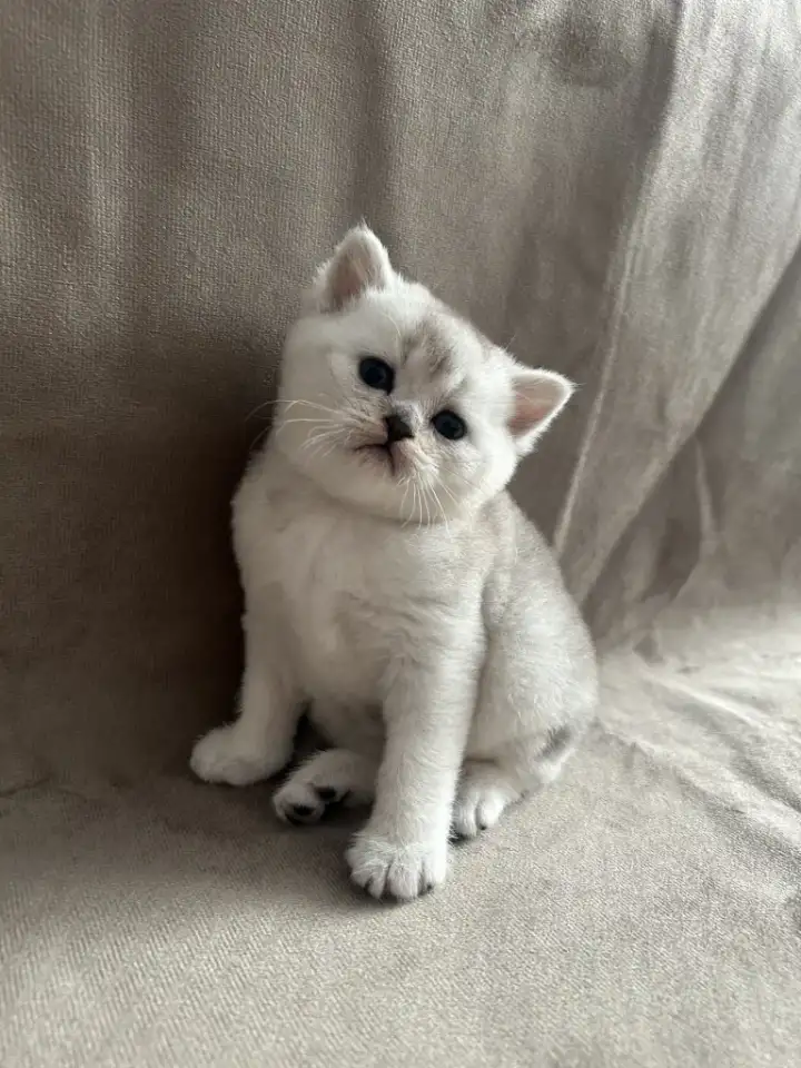 Шотландские вислоухие котята, фотография 2