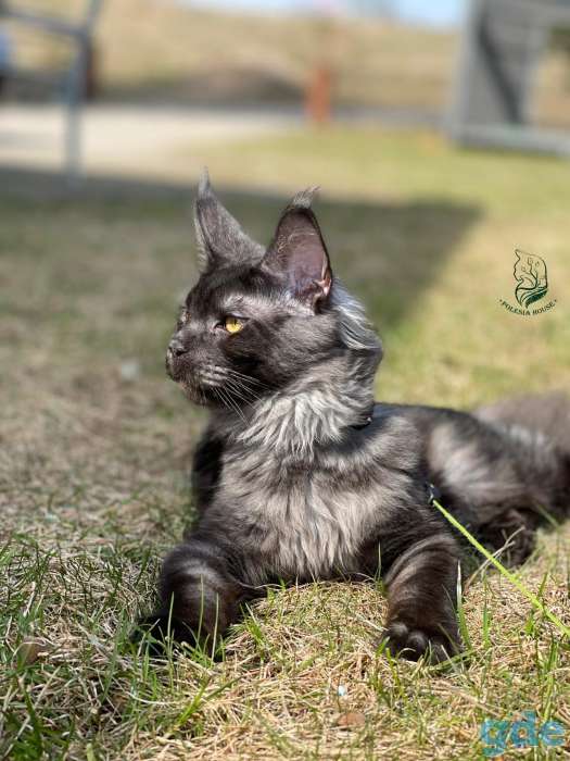 Котята Мейн Кун из Профессионального питомника, фотография 1