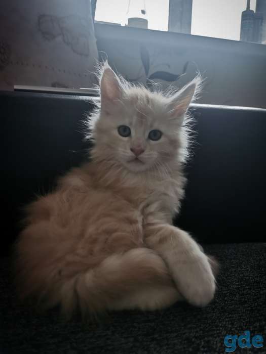 Котенок мейнкун, фотография 2