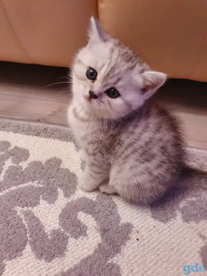 Котята, фотография 7