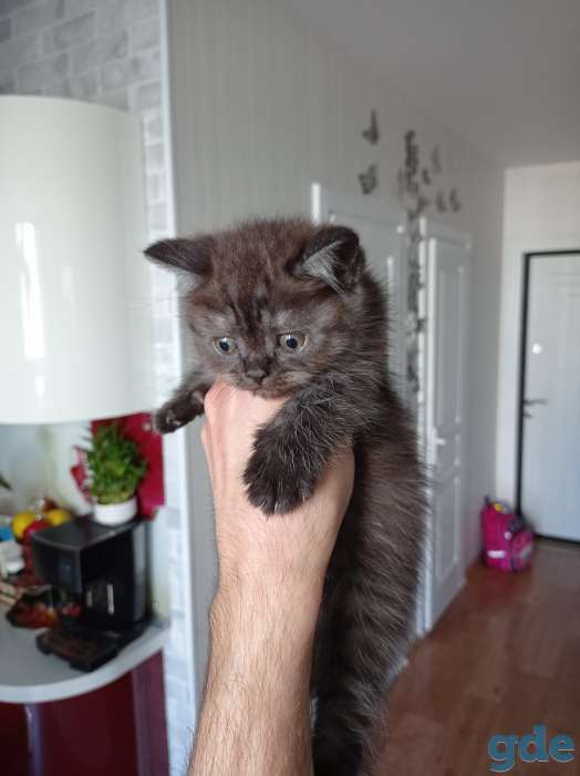 Котята британской короткошерстной, фотография 5