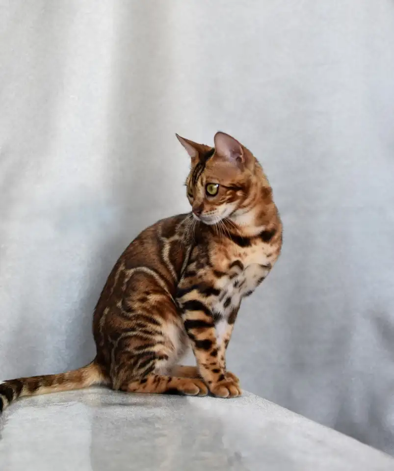 Шикарная бенгальская кошечка, фотография 2
