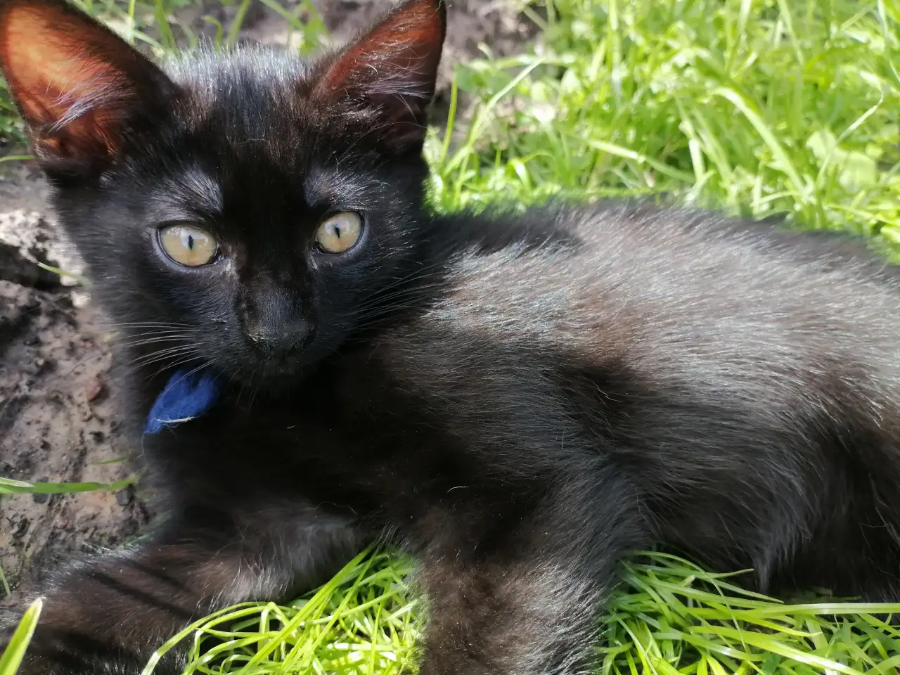 Котята ищут дом, фотография 10