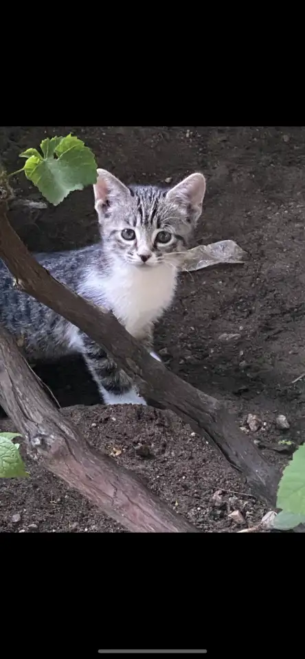 Котята, фотография 3