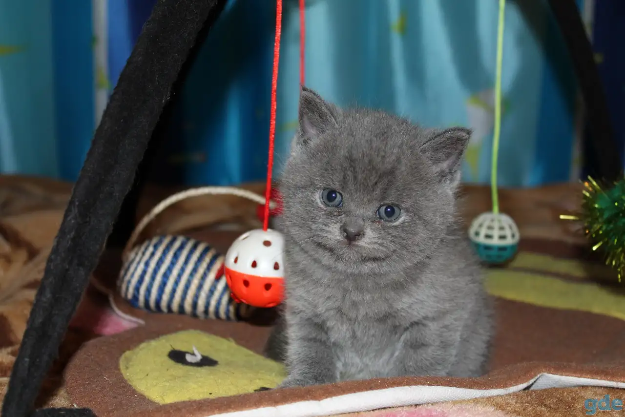Британские котята, фотография 7