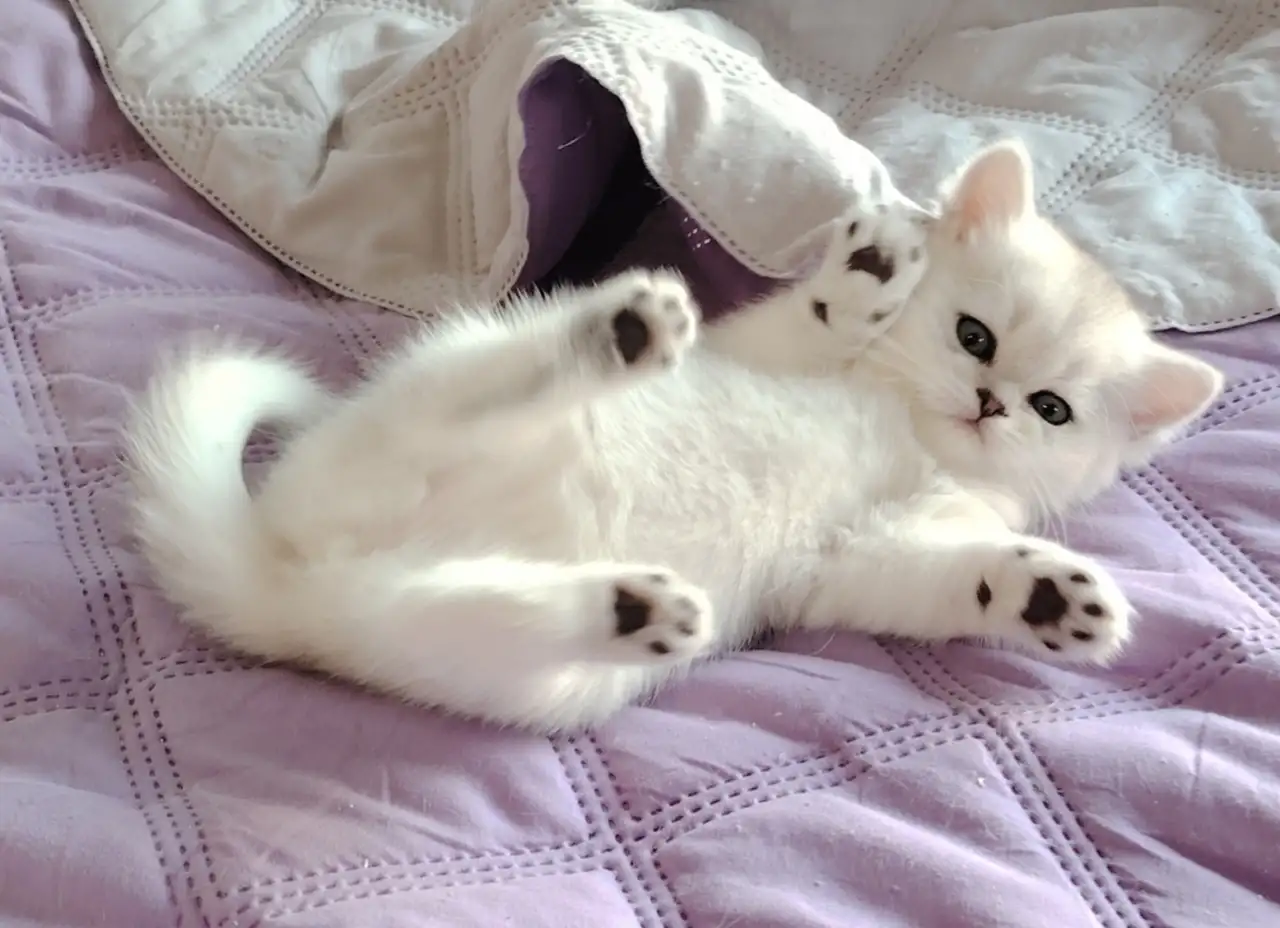 Шотландские котята., фотография 1