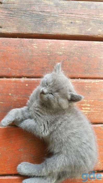 шотландские котята, фотография 8