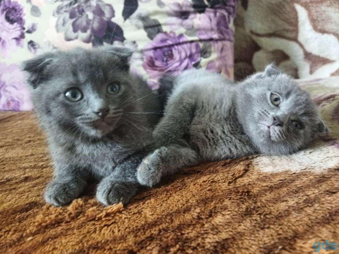 Продам котят, фотография 1