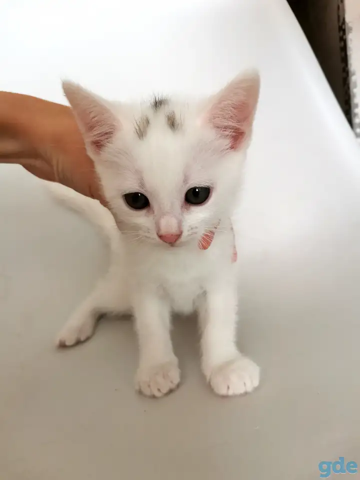 отдам котят, фотография 3