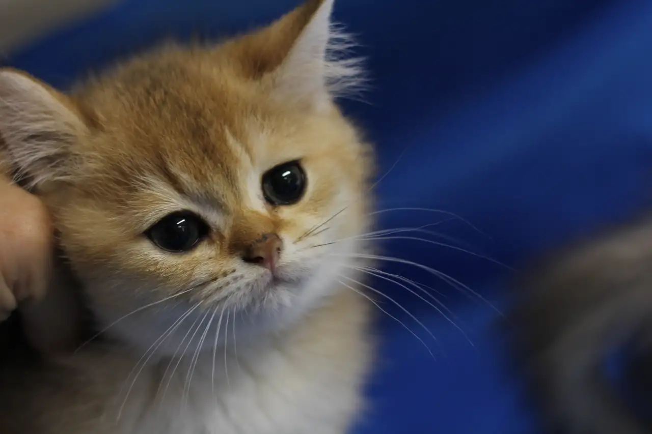 Шотландские котята, фотография 2