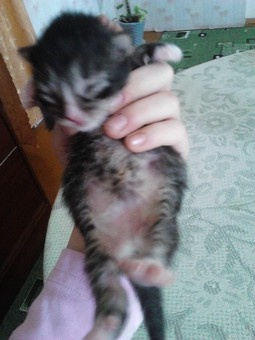 одам котят в хорошие руки, фотография 4