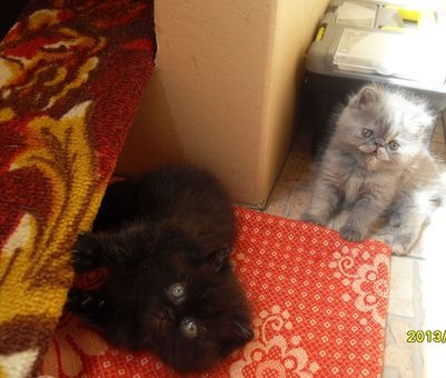 Продам котят экзотов.Два мальчика и девочка.Приучены к чистоте., фотография 2