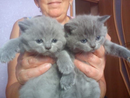 Британские котята, фотография 1