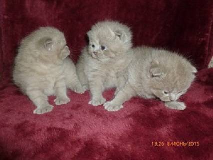 Британские котята., фотография 1