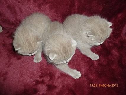 Британские котята., фотография 2