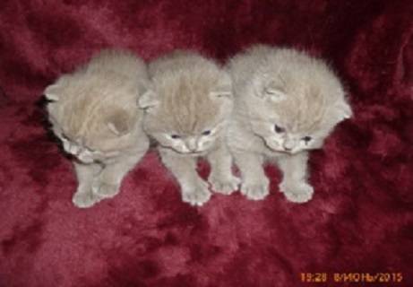 Британские котята., фотография 3