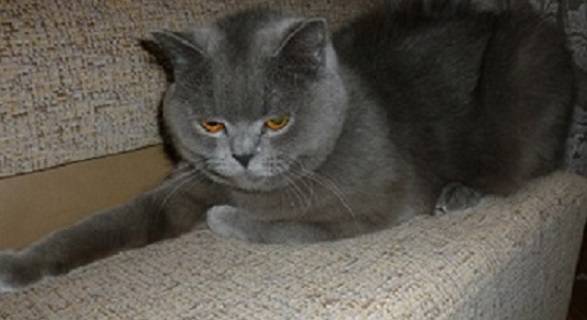 Британские котята., фотография 5
