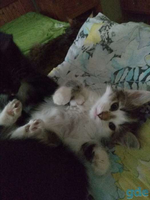 Котята ищут своего хозяина, фотография 3