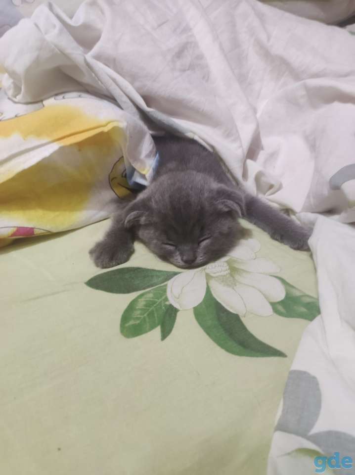 Британские котята, фотография 1