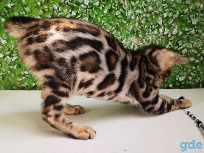 Бенгальские котята, фотография 10