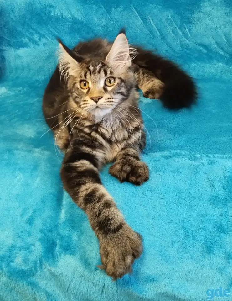 Котят Мейн Кун, фотография 2