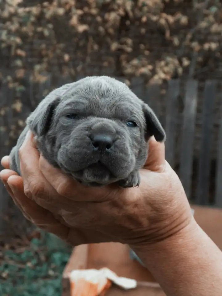 Щенки Кане Корсо, фотография 1
