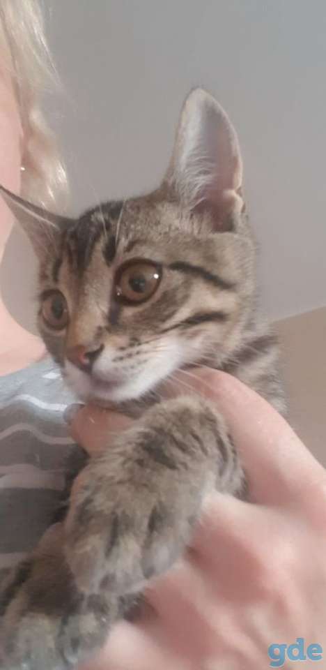 Котята в хорошие руки, фотография 3