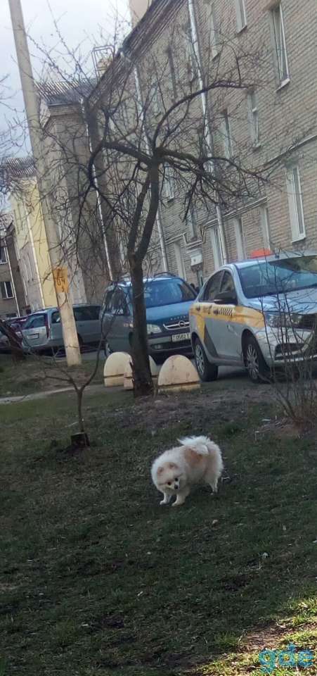 Продам шпица, фотография 1