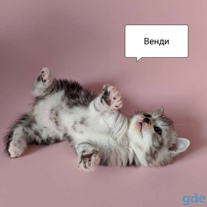Вислоухие и прямоухие шотландские котята, фотография 5