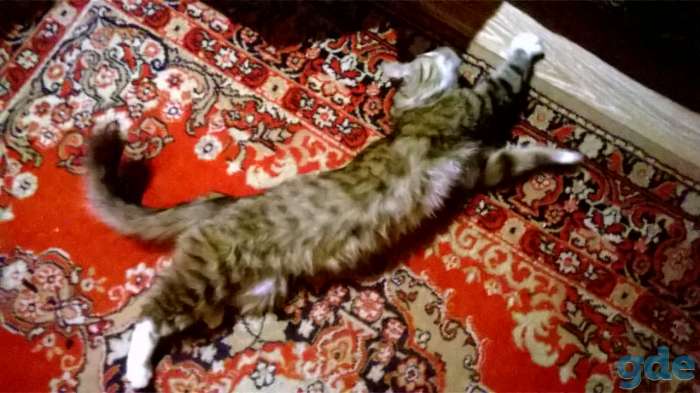 отдам шикарного годовалого кота, фотография 4