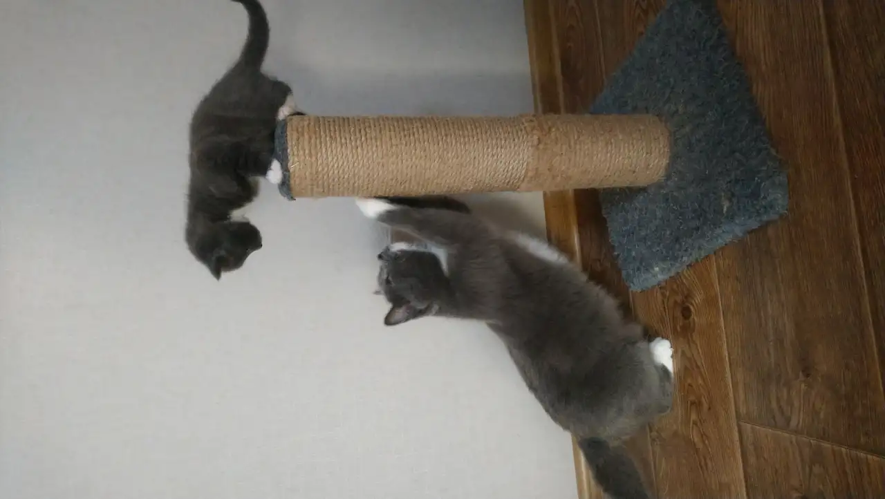 КОТЯТА, фотография 3