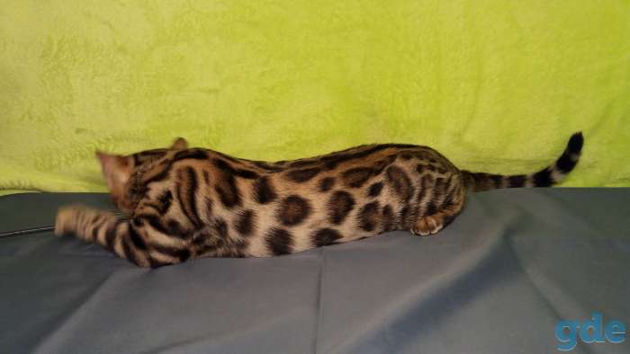 Бенгальский котенок, фотография 2
