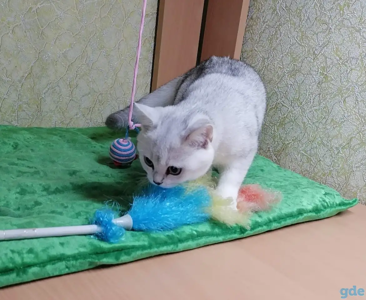 Британские котята, фотография 3
