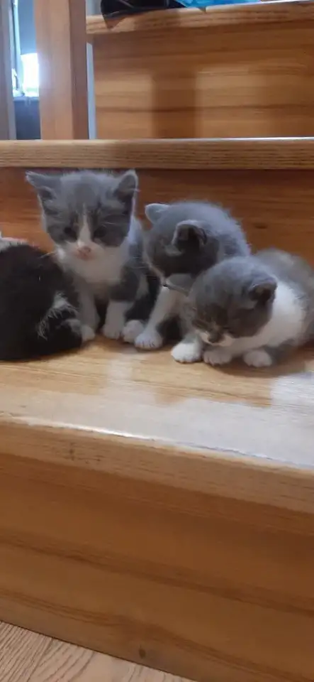 Отдам котят в хорошие руки, фотография 6