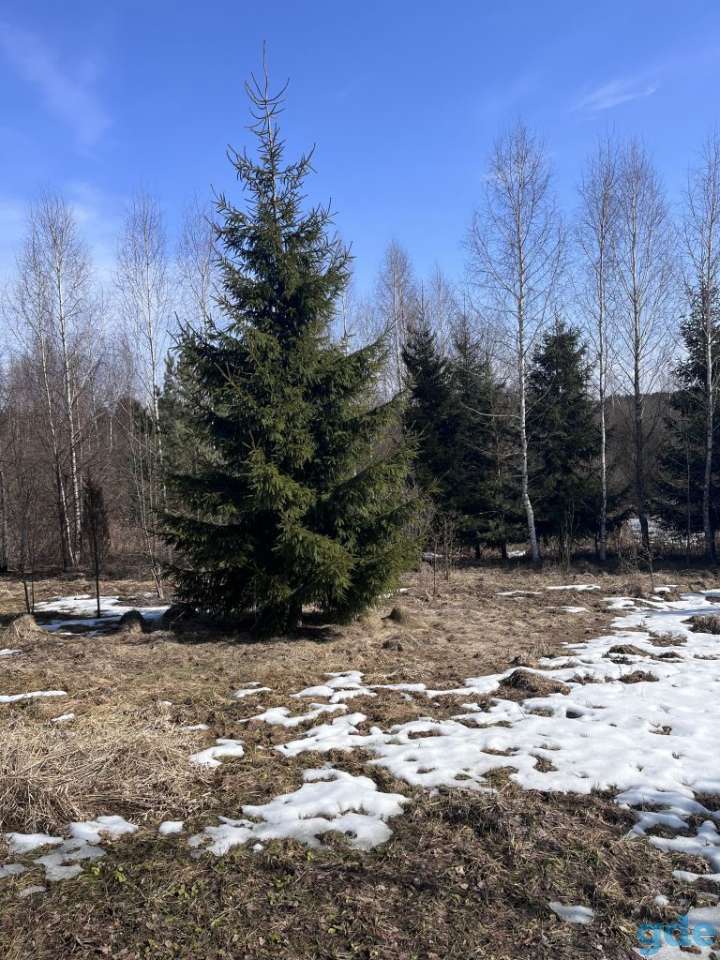 Участок Ушачский р д.Пряники СТ Дружба, фотография 11