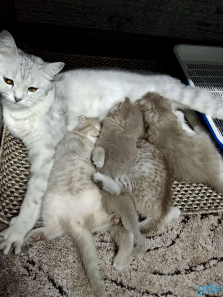 Котята, фотография 6