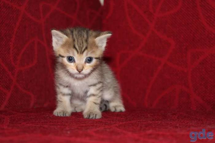 Шотландские котята, фотография 6
