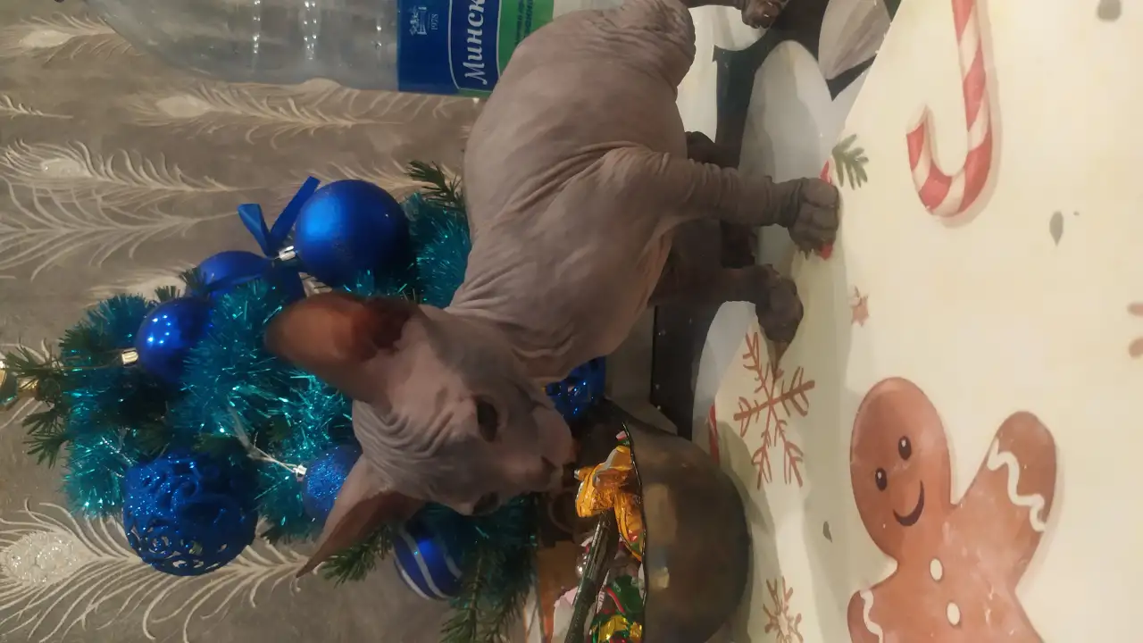 Котята донского сфинкса, фотография 3
