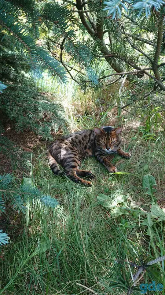 Нашёлся кот, фотография 1