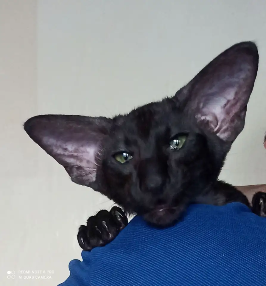 Ориентальные котята. Ушастое счастье, фотография 1