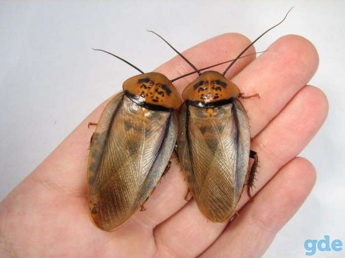 Eublaberus posticus кормовой корм для рептилий,пауков,и т.п., фотография 1