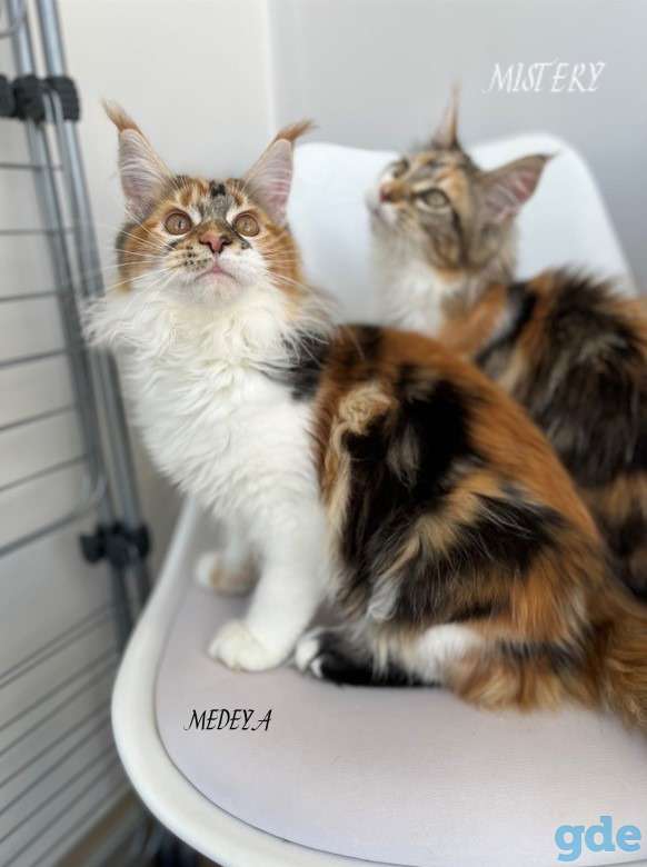 Чистокровные котята МЭЙНКУН, фотография 5