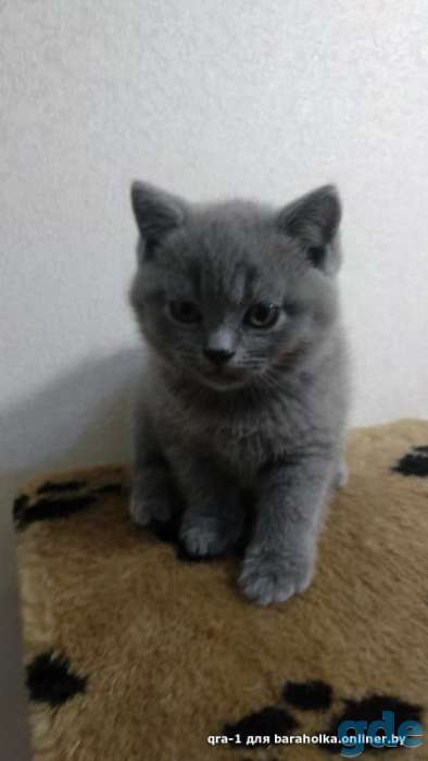 Котята шотландской вислоухой, фотография 3