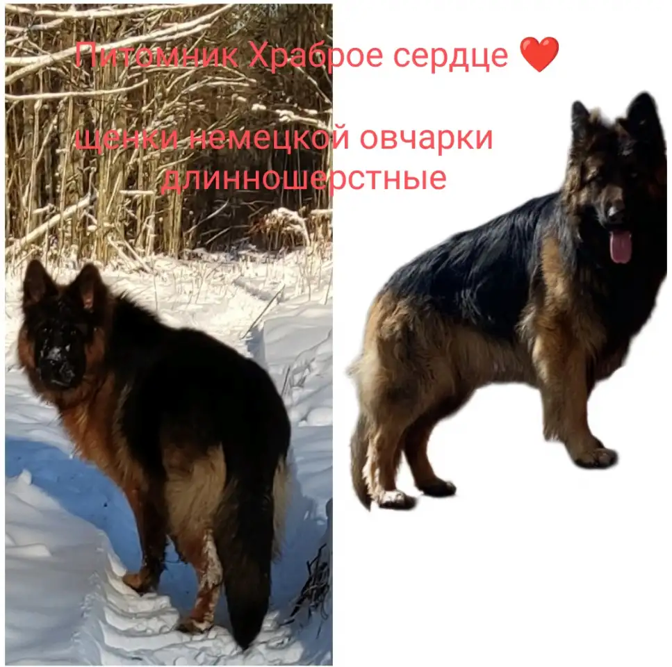Немецкая овчарка, фотография 2