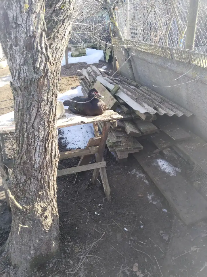 Продажа Индоуток (1 селезень/4 индоутки), фотография 1