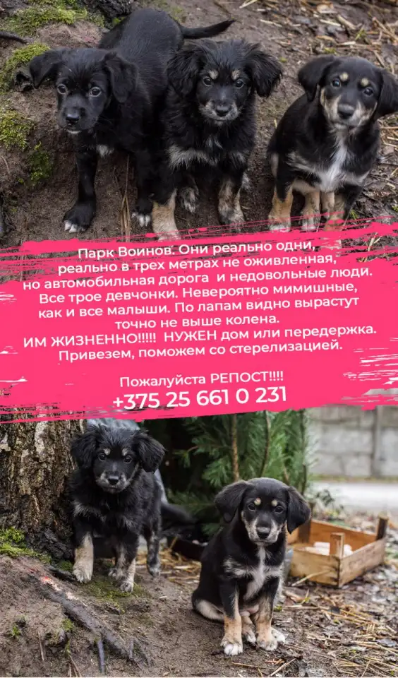 Срочно!!! Три милые девочки ищут дом., фотография 2