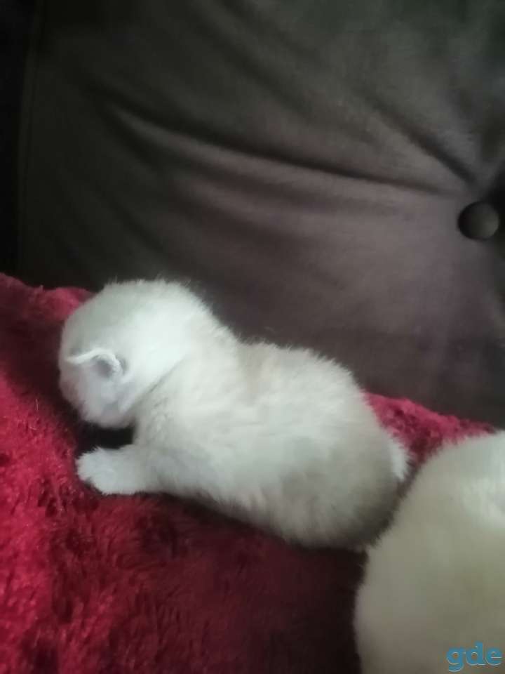Шотландский котенок, фотография 12
