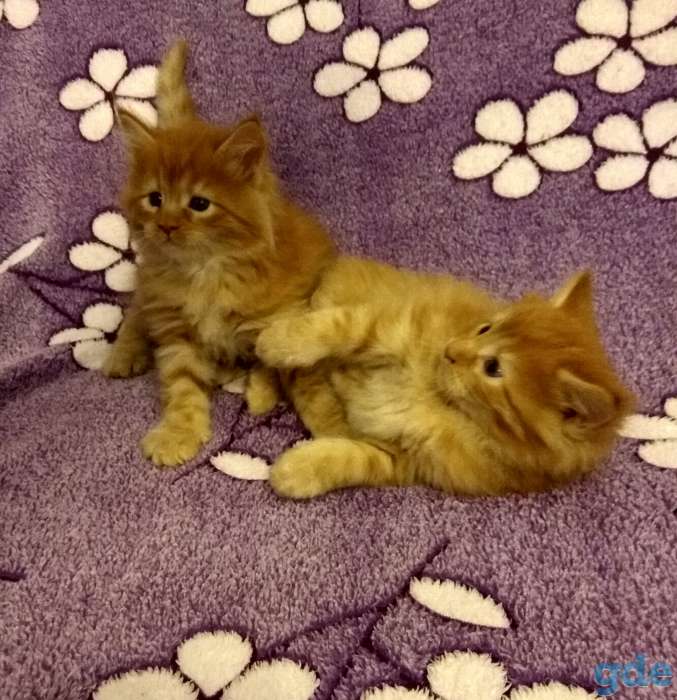 Мейн Кун котята, фотография 4