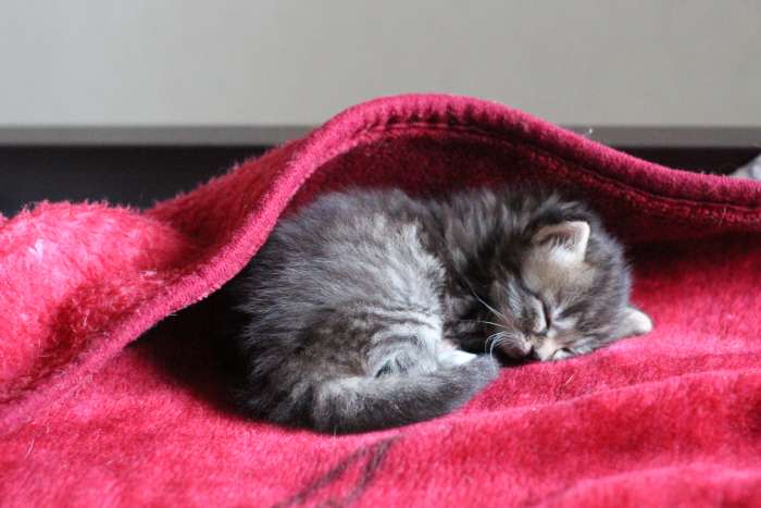 отдам домашних котят, фотография 3